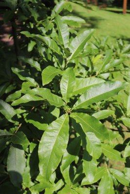 Quercus imbricaria - dub celokrajný - listy léto